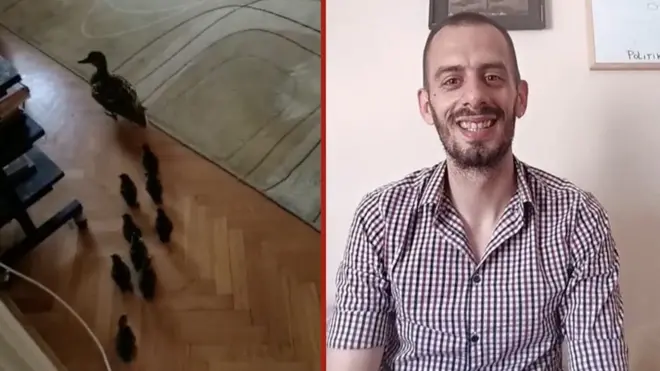 Brajan Brković, patka i devetoro pačića