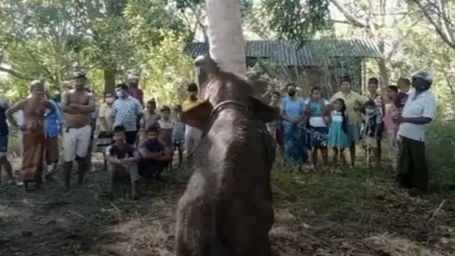 වැලිකන්දේ දී මද්දකට හසු වූ අලි පැටවෙකුගේ විලාපය