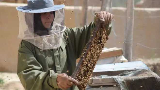 فروزان اوس د مچیو ۱۲ صندوقه لري، او تېر کال یې ۱۱۰ کیلوګرامه شات ټول کړي وو.