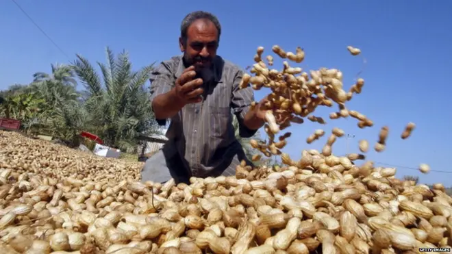 મગફળી સાથે ખેડૂતની તસવીર