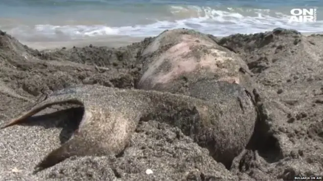 Активисти страхују да је врста већ угрожена