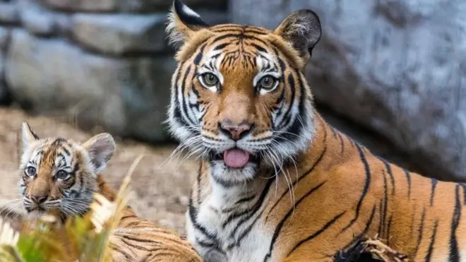 Утримувати вдома великих кішок в ОАЕ віднині заборонен - за це можна потрапити до в'язниці