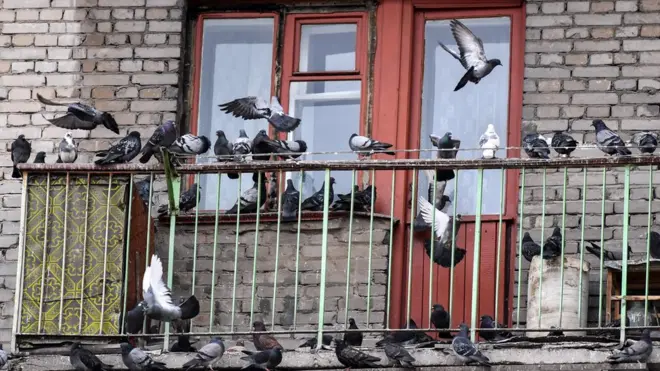 Балкон с голубями