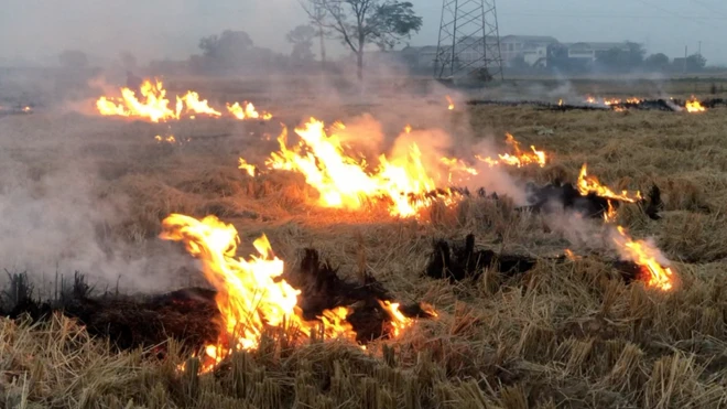 जलती पराली