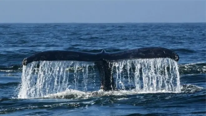 Хвіст кита в океані