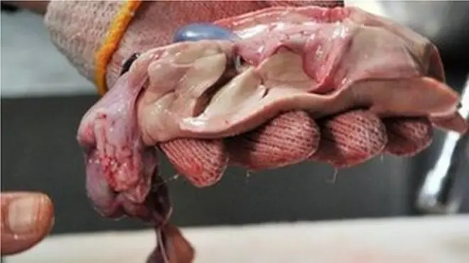 Mpishi wa samaki huyo anapata kupata mafunzo ya muda mrefu ili kuwa na utaalamu wa kuondoa viungo vyenye sumu kwenye samaki