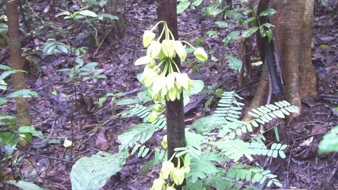 گیاه دی‌کاپریو