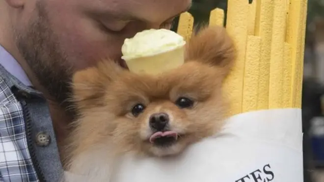 フレンチフライに扮したイヌ