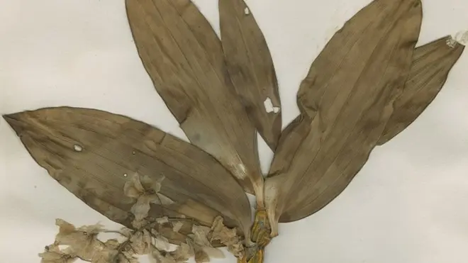 नेपालमा बुखानन- ह्यामिल्टन र उनको टोलीले संकलन गरेको बिरुवा सुनाखरी (डेंड्रोब्रियम डेंसिफ्लोरम) को हर्बेरियम नमुना