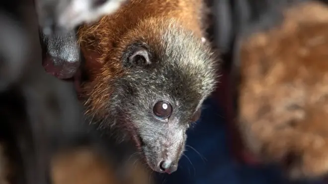 До цього часу невідомо, від якої саме тварини коронавірус перейшов до людини