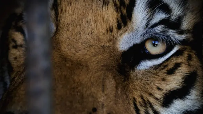 เสือโคร่ง