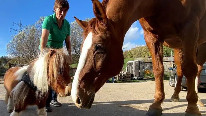 najmanji poni na svetu