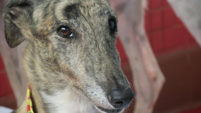 寄居澳门保护动物协会路环收容所的逸园格力犬（BBC中文图片22/6/2018）