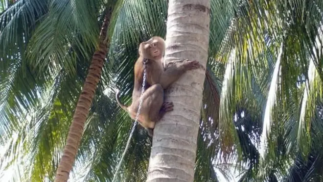 ኮኮናት ዝኣርዩ ዘለው ኣህባይ