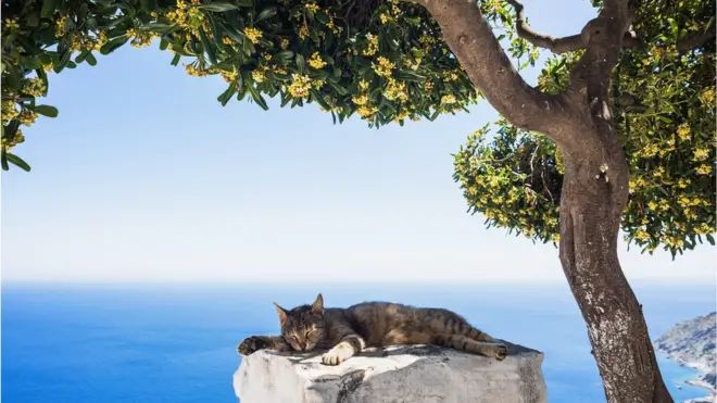 Кот на побережье