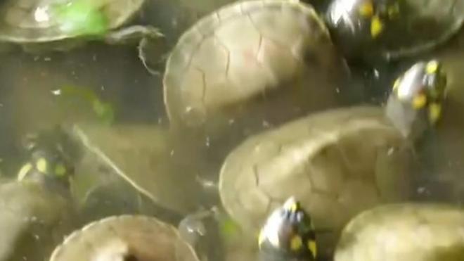 Новорожденные черепахи