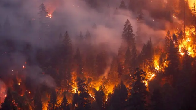 Лісова пожежа