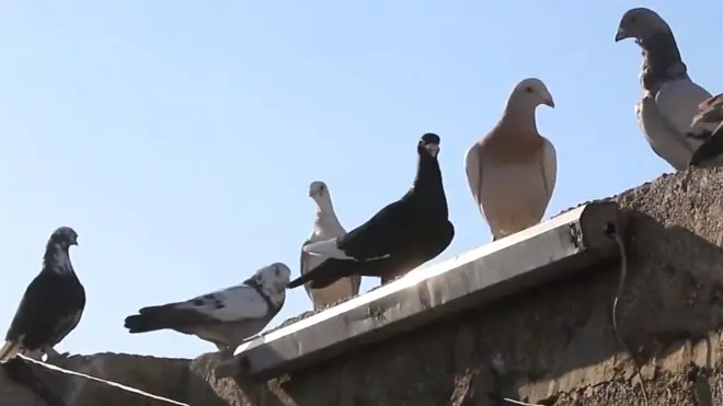 الحمام في سوريا