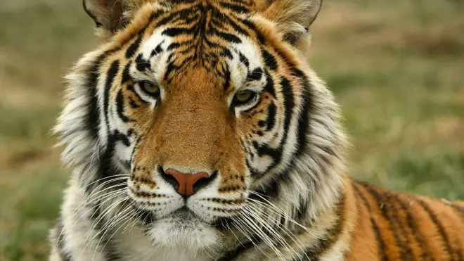harimau