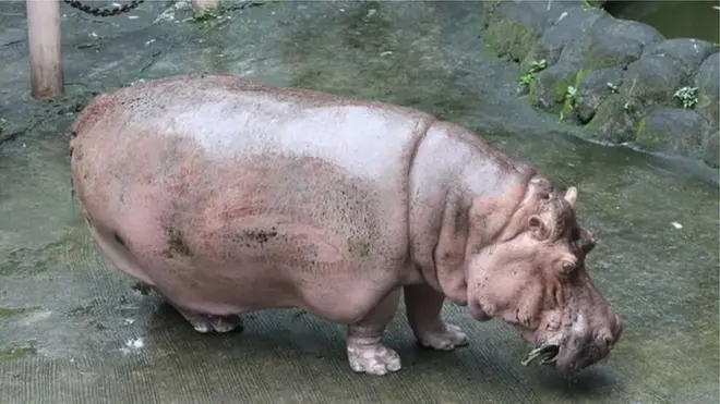 جب اس جانور کو سنہ 1959 میں چڑیا گھر میں لایا گیا تھا اس وقت اس کی عمر سات سال تھی