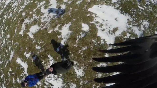 Орлан-білохвіст у польоті