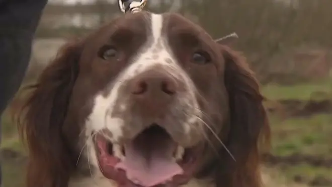 пас спашава носороге