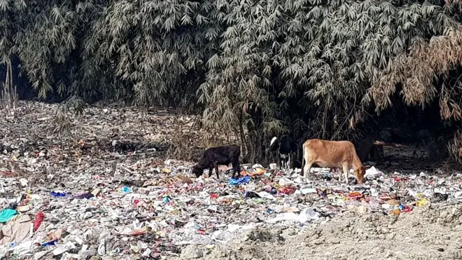 फोहरमैलामा चौपाया
