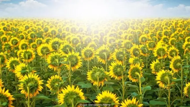 Bu günəbaxanlar nə "bilir"?