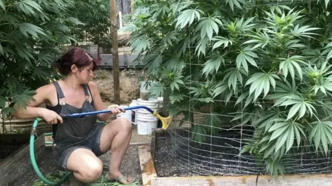 امریکہ میں بھنگ کی صنعت تیز ترین ترقی کرنے والی صنعتوں میں سے ایک ہے