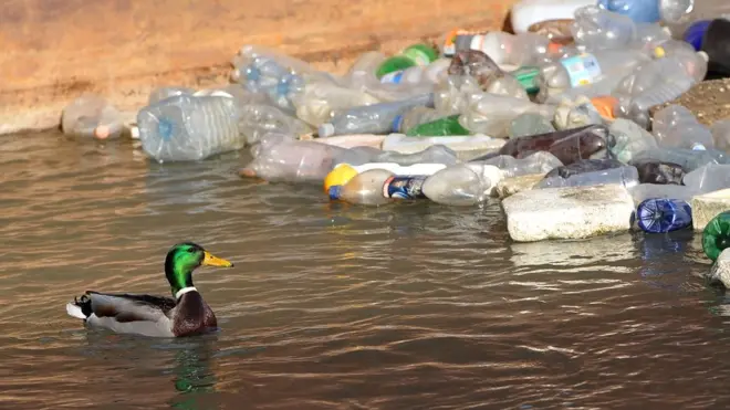 Seekor bebek berenang melintasi kumpulan botol plastik di Sungai Sava, Beograd, Serbia. Satwa-satwa terancam bahaya jika mereka menelan limbah plastik di sungai, danau, dan lautan.