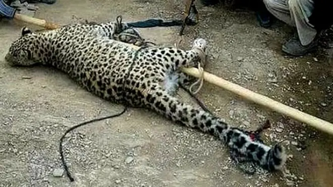 این عکس که به تایید اداره محیط زیست فراه، پلنگ زخمی را در اسارت شکارچیان مسلح نشان می‌دهد، واکنش‌های گسترده را در شبکه‌های اجتماعی در پی داشته و کاربران با دست به دست کردن آن از مقام‌های فراه خواسته‌اند تا برای نجات و برگرداندن این پلنگ به حیات وحش اقدام کنند