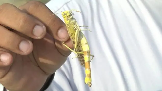 మిడతను పట్టకున్న వ్యక్తి