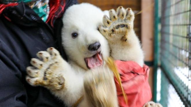 Highland Wildlife Park s new polar bear cub named BBC News