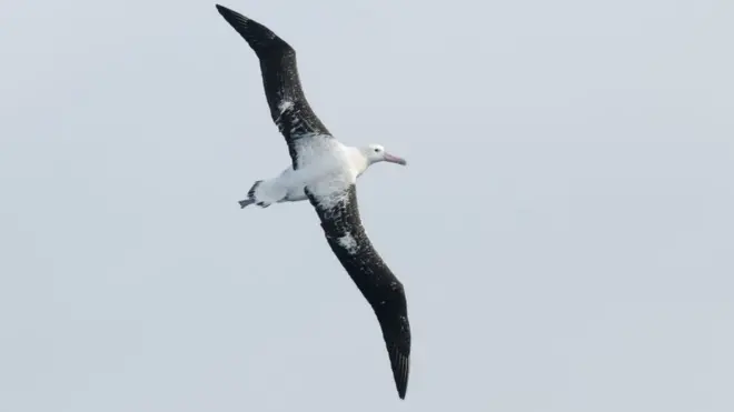 Тристанский альбатрос