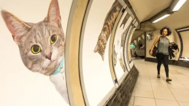 Cats on the underground