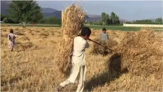 د افغانستان د کرنې وزارت وايي، د وچکالۍ په کمېدو سره یې سږ کال د غنمو حاصلات ډېر شوي دي او څه د پاسه څلور میليونه مېټرېک ټڼه غنم به ترلاسه کړي.