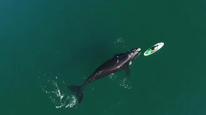 Ballena en Puerto Madryn