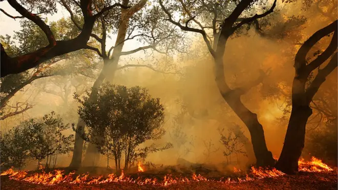 కాలిఫోర్నియా అడవుల్లో కార్చిచ్చు