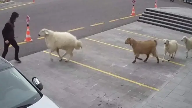 معز وخاروف وضأنين يهاجمون شخصا