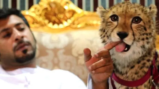 చిరుతల్ని ఇలా ఇంట్లో పెంచుకోవడాన్ని వాళ్లు హోదాకు చిహ్నంగా భావిస్తున్నారు