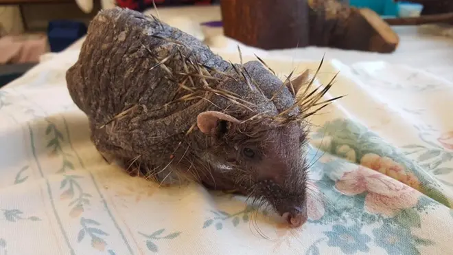 Через стрес їжачок втратив більшість своїх голок