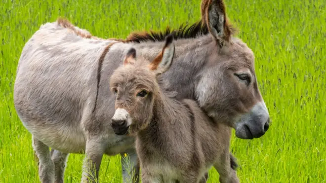 Un burro con su cría en mitad de un pasto verde.