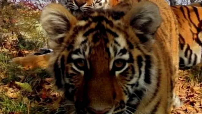 साइबेरियाई टाइगर