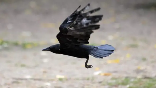 Inyoni ziri mu bikunze gutera amasanganya y'indege