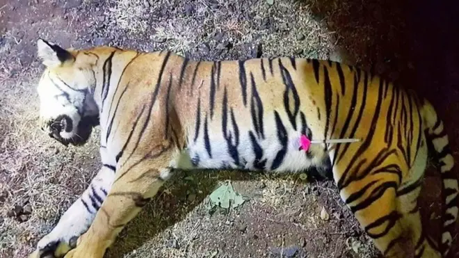 Убиство тигрице за коју се верује да је убила 13 шуди изазвало је расправу о начину на који је убијена