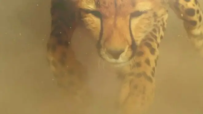 치타보다 느린 동물들이 잡히지 않는 비결