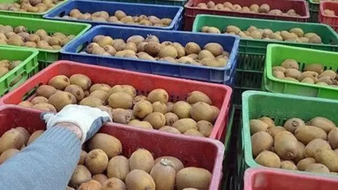 کیوی