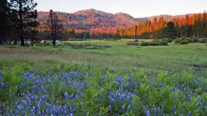Ackerson Meadow, now part of Yosemite National Park, California