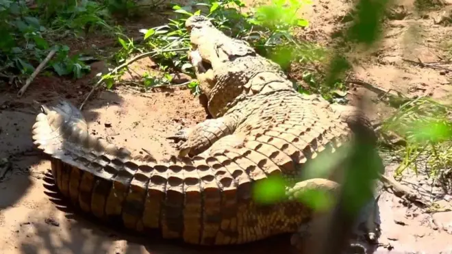 Crocodile
