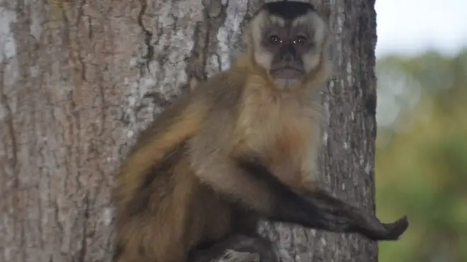 Macaco com a pata estendida; primatas aprenderam a 'pedir comida' aos humanosestrela bet footballmeio à situação adversa no Pantanal, dizem ONGs